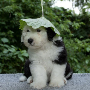 Meet your Posher, Hope